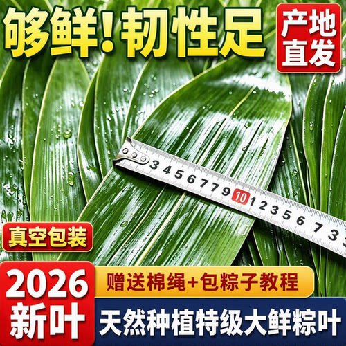 特大号新鲜棕叶端午节包粽子