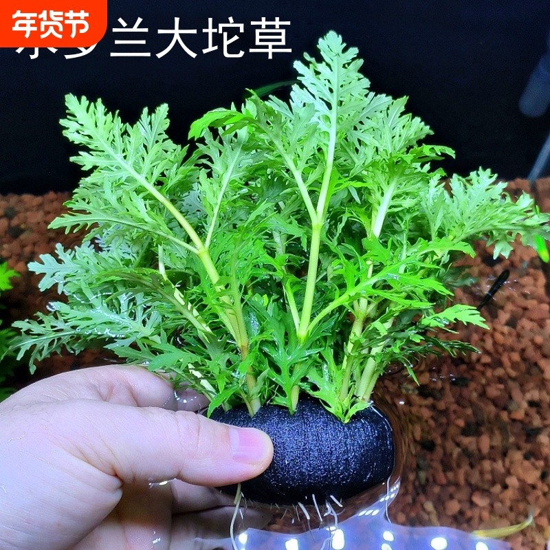 水罗兰坨草DIY鱼缸造景水草植物绿植阴性新手生态缸增氧净水淡水