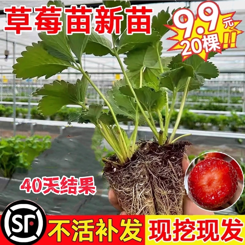 奶油草莓苗秧穴盘苗四季新苗阳台盆栽绿植物带果好活玄玉室内真红