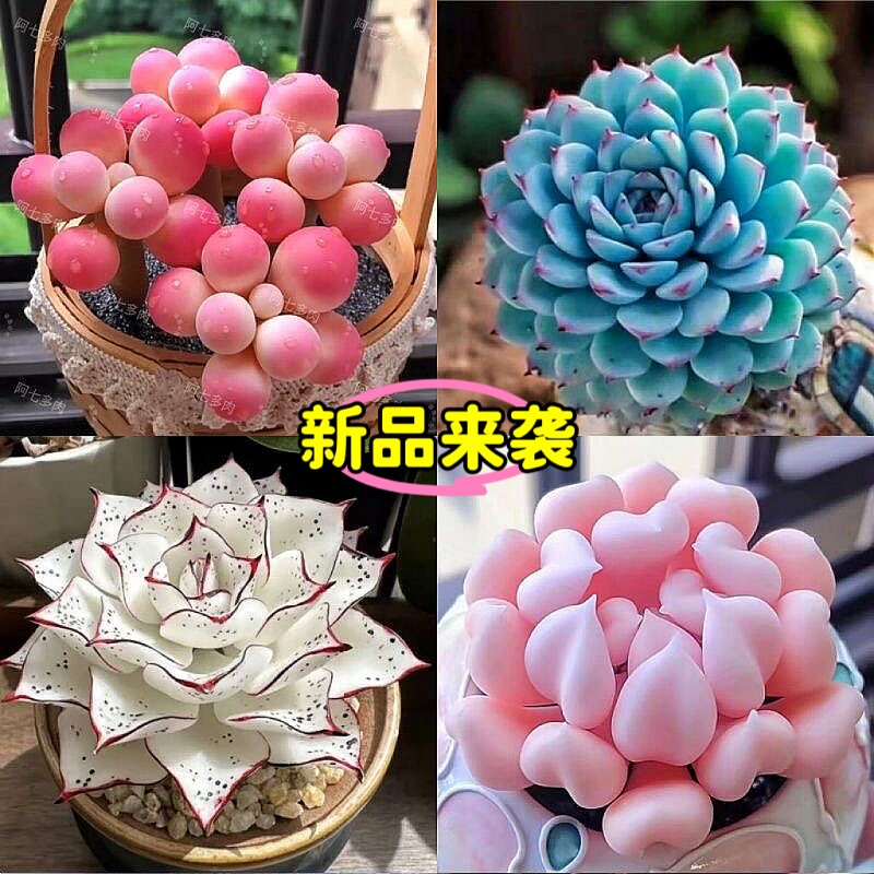 新手组合套餐多肉桃蛋纯爱蓝姬莲防辐射盆栽好养活耐热教师节植物