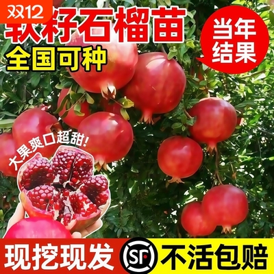 石榴树树苗突尼斯软籽石榴苗盆栽庭院果树甜石榴种植水果超甜青皮