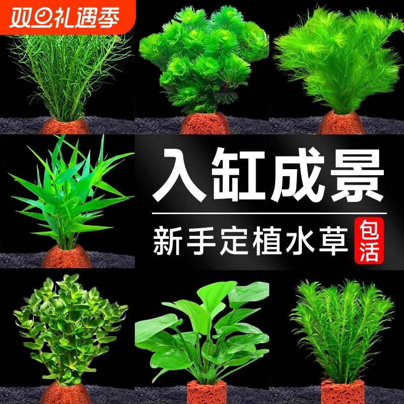火山石水草植物鱼缸造景专用水培阴性蜈蚣草绿菊真草增氧绿植摆件