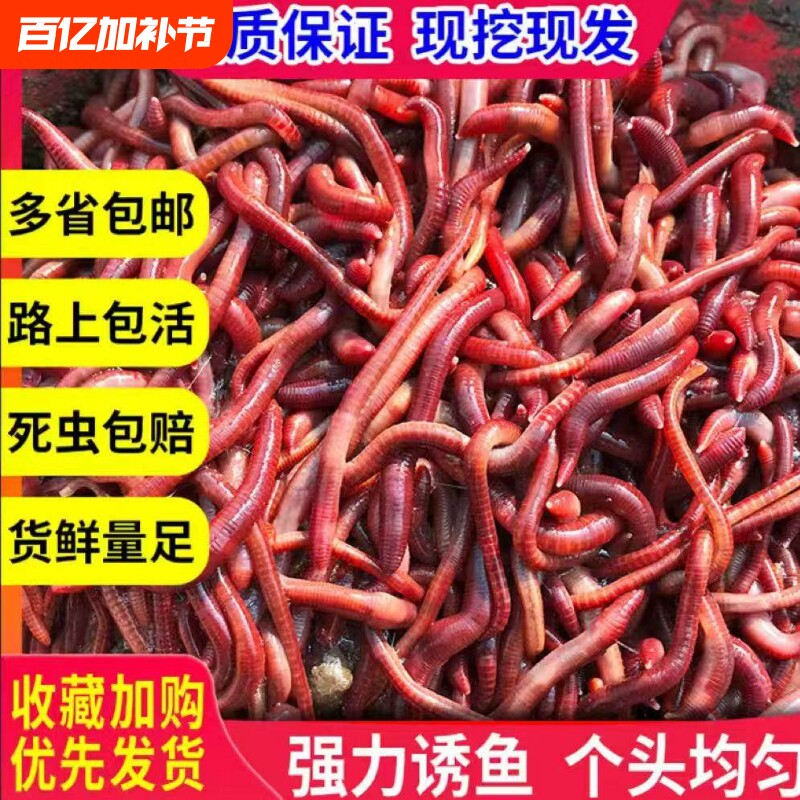 蚯蚓活饵鲜活红虫垂钓鱼饵料鲫鱼鲤鱼野钓黑坑鱼食打窝料通杀鱼料
