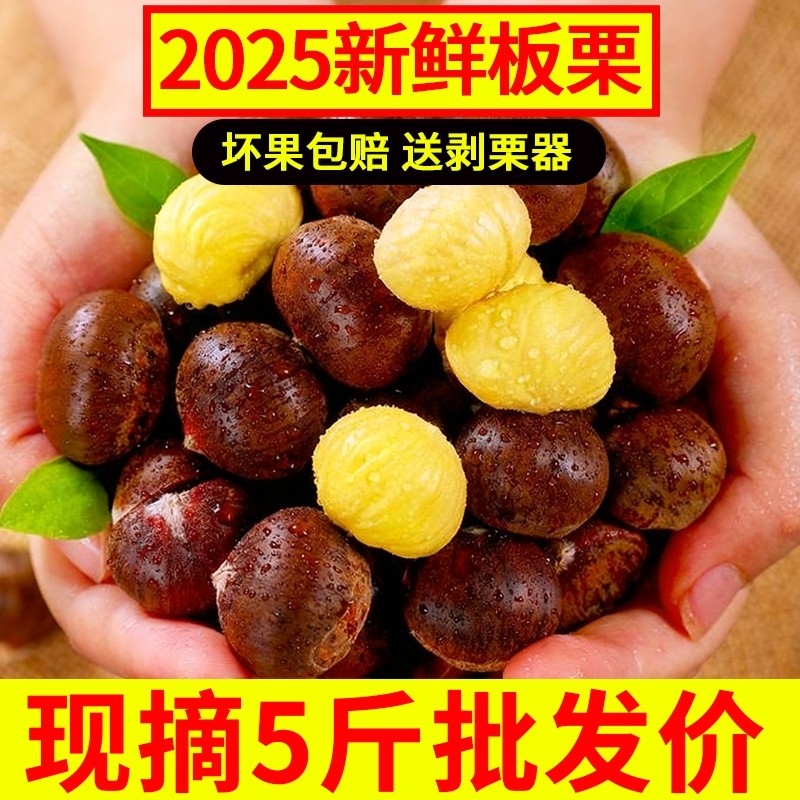 2025新鲜丹东生板栗当季板栗生新鲜栗子新下树5嫩油野栗大板栗仁