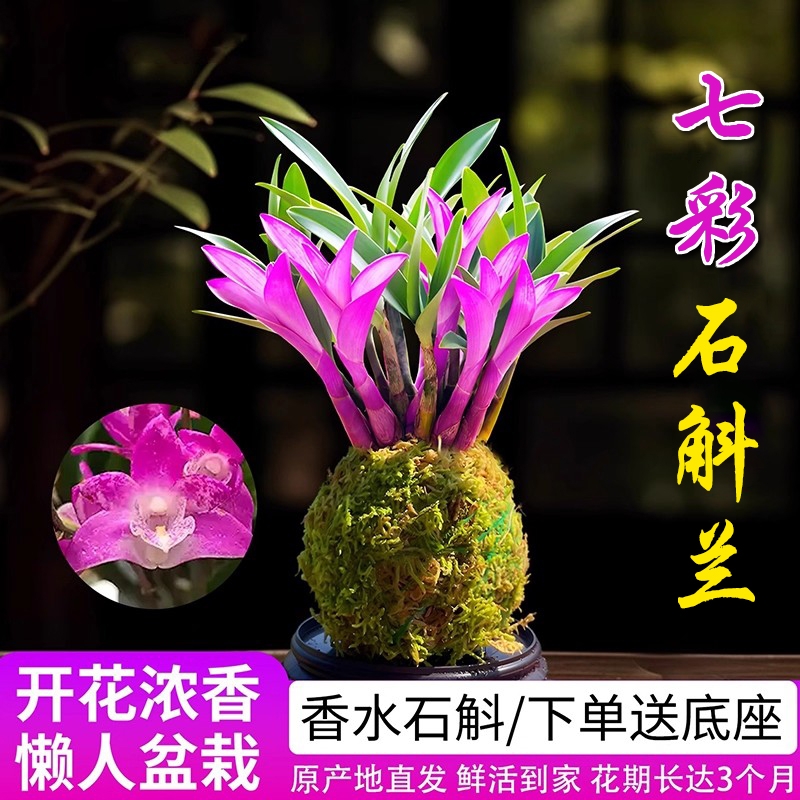 新品七彩香水石斛兰花苗室内驱蚊阳台好养浓香水培绿植小盆栽花卉