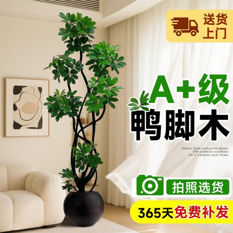 造型鸭脚木客厅大盆栽鸭掌木鹅掌柴室内落地式大型四季常青绿植物