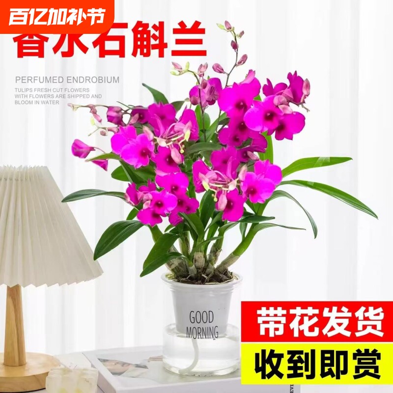 香水石斛兰盆栽带花苞兰花卉室内水培植物四季开花好养绿植客厅