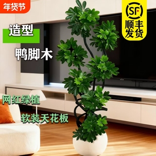 造型鸭脚木客厅大盆栽鸭掌木鹅掌柴室内落地式大型四季常青绿植物