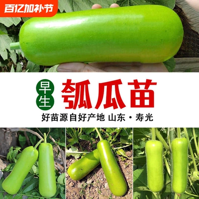 短瓠瓜种春秋季苗蒲瓜菜葫芦苗盆栽阳台爬藤蔬菜秧苗水果瓠子高产