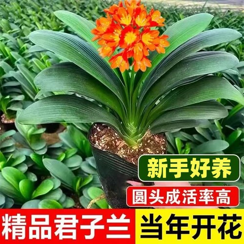 君子兰盆栽精品名贵花卉植物元宝君子兰国宝级室内四季开花卉好养
