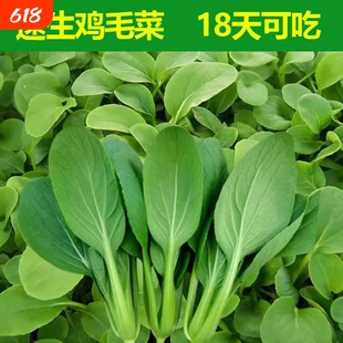 四季鸡毛菜种子上海青小青菜蔬菜大全大叶茼蒿西葫芦种植菜心豌豆
