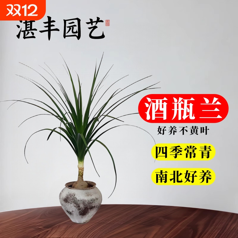酒瓶兰绿植组合小盆栽 办公室内创意象腿树 观叶桌面植物新手套餐