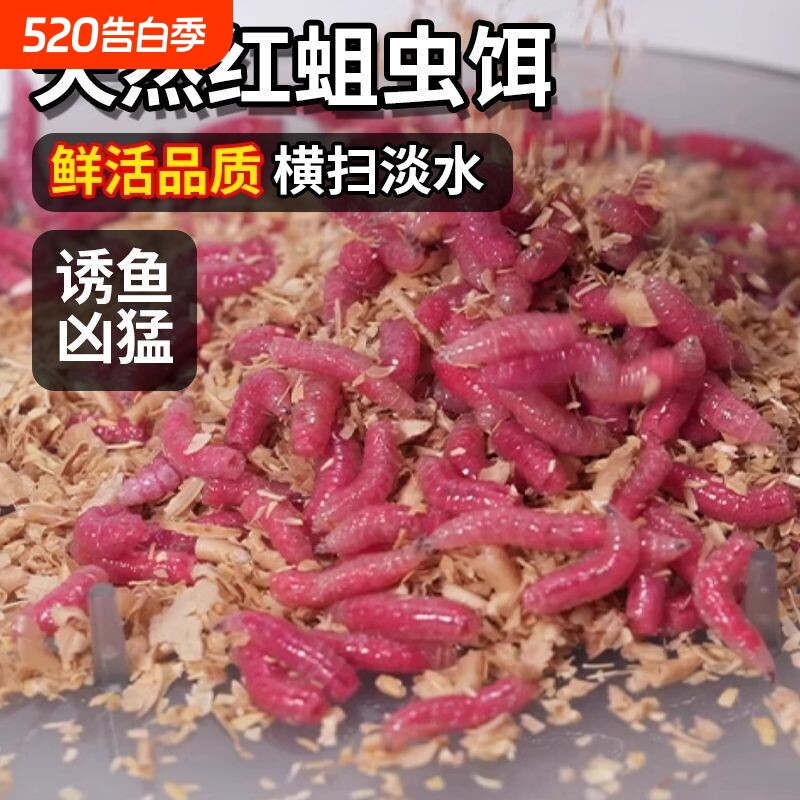 红蛆虫活饵肉蛆昆虫饵钓鱼冬季腥味野钓溪流公鱼石斑鲫鱼饵料红虫