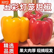 【甄选】新鲜彩椒五彩椒当季现摘圆椒绿青椒甜椒新鲜蔬菜水果辣椒