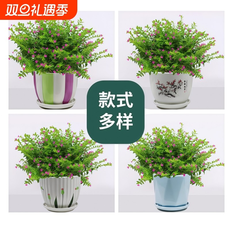 满天星盆栽带花苞室内外客厅阳台好养活花卉植物星花办公桌面花草