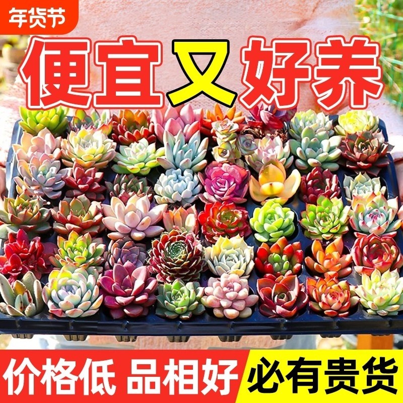 多肉植物大颗好养室内小盆栽绿植物花卉批发价有贵货好养多肉老桩
