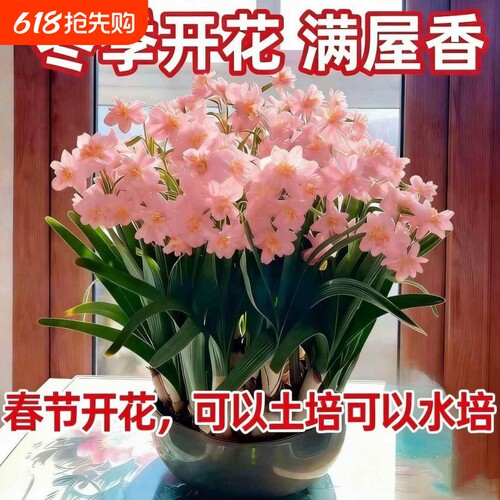 重瓣水仙花水仙室内水培开花植物年货冬天客厅土培阳台告白浓香
