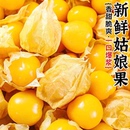 包邮 云南姑娘果大果新鲜当季 水果特产灯笼果小金豆甜菇娘果