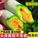 现摘水果 山东头茬羊角蜜甜瓜水果新鲜脆甜香瓜整箱5斤蜜瓜当季