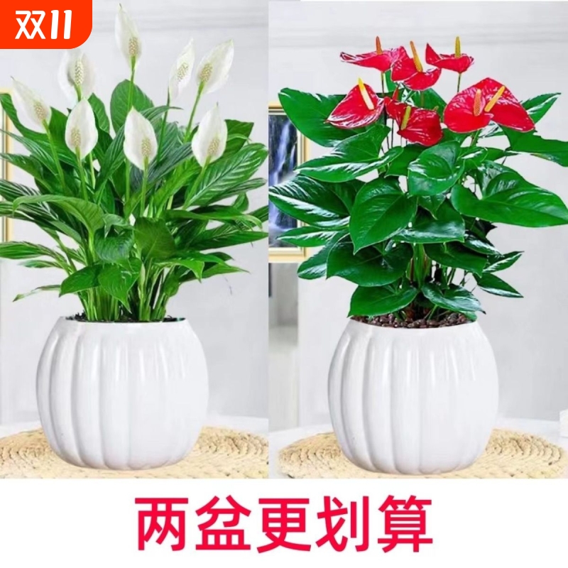 白掌盆栽风顺室内水培植物净化空气四季摆放花客厅带盆金钱树带花