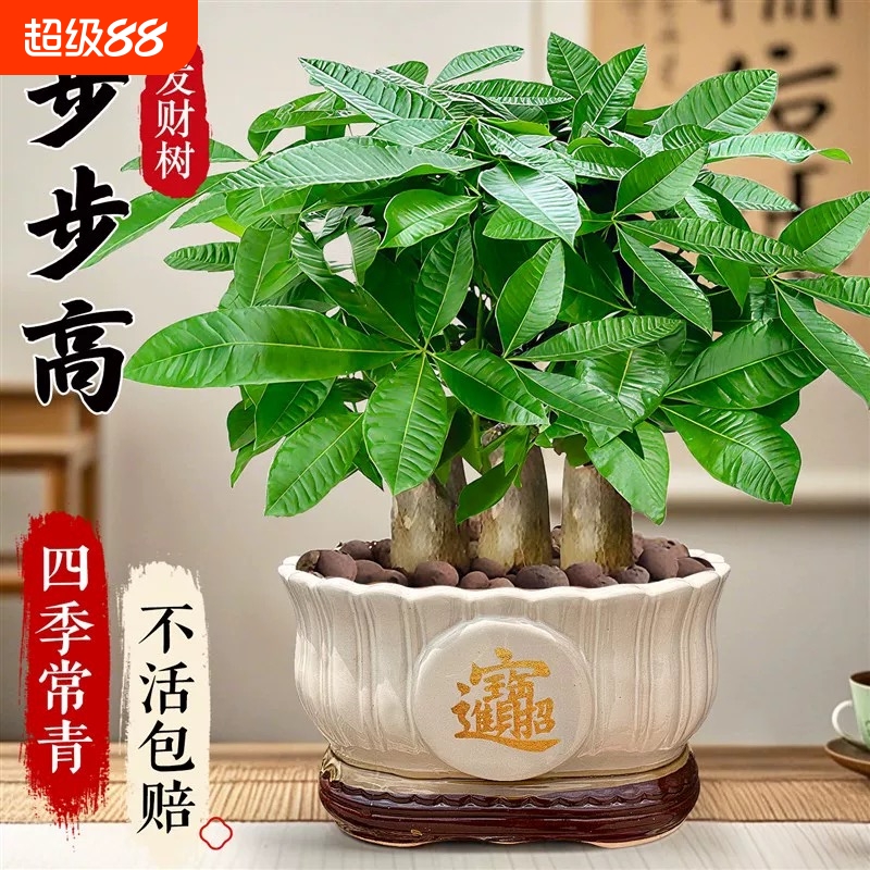 发财树盆栽易活植物室内客厅绿植小盆景四季常青招财室内盆栽花卉