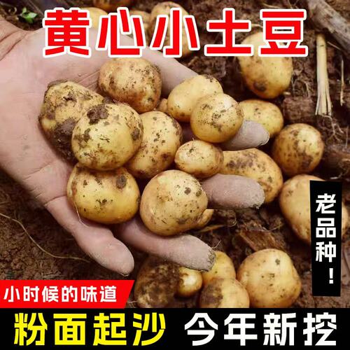 正宗恩施迷你小土豆粉糯香甜