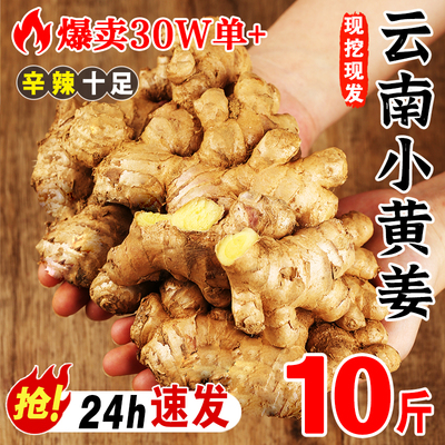 2025新云南小黄姜新鲜生姜老姜现挖高山沙姜土姜种子蔬菜