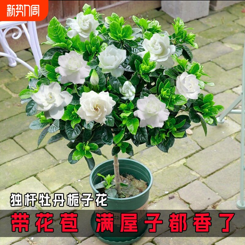 栀子花盆栽花卉植物室内四季开花大叶带花苞阳台绿植大树苗客厅