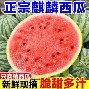 正宗超甜冰糖麒麟西瓜8424现摘新鲜当季无籽有籽随机发水果自提