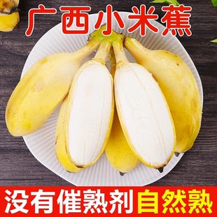 包邮 正宗广西苹果蕉焦小米香蕉新鲜水果9斤当季 粉蕉禁止拒绝蕉绿