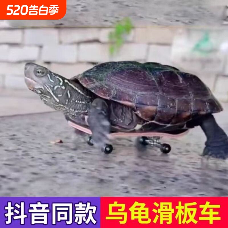 乌龟滑板车快速滑行车指尖滑板大小号玩具车搞笑创意乌龟加速玩具