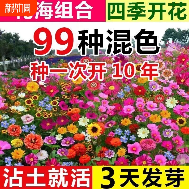 野花组合花种子除虫菊花种籽四季播种室外庭院阳台开花花卉种籽子