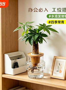 发财树盆栽植物室内花卉盆栽绿植金钱树绿萝吸有害净化空气绿植