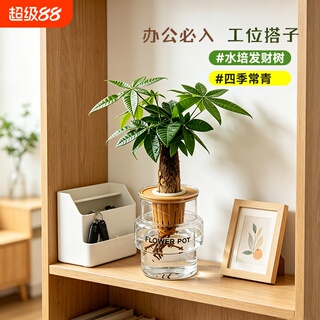 发财树盆栽植物室内花卉盆栽绿植金钱树绿萝吸有害净化空气绿植