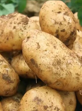 土豆新鲜2026年农家种植黄皮马铃薯今年新洋芋现挖