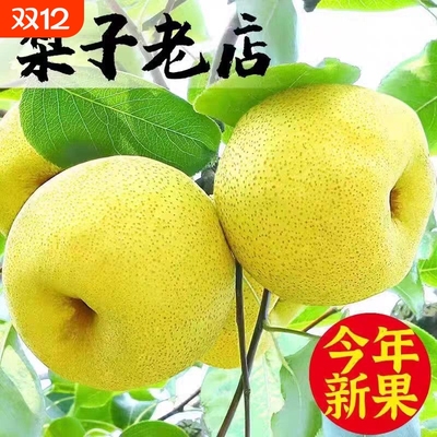 梨子正宗梨酥梨当季水果新鲜现摘陕西皇翠冠整箱青梨香梨雪梨上门