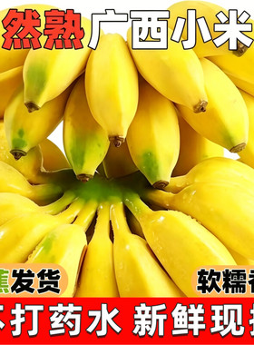 当季新鲜广西小米蕉整箱新鲜米蕉应季甜糯薄皮粉蕉新鲜水果小米蕉