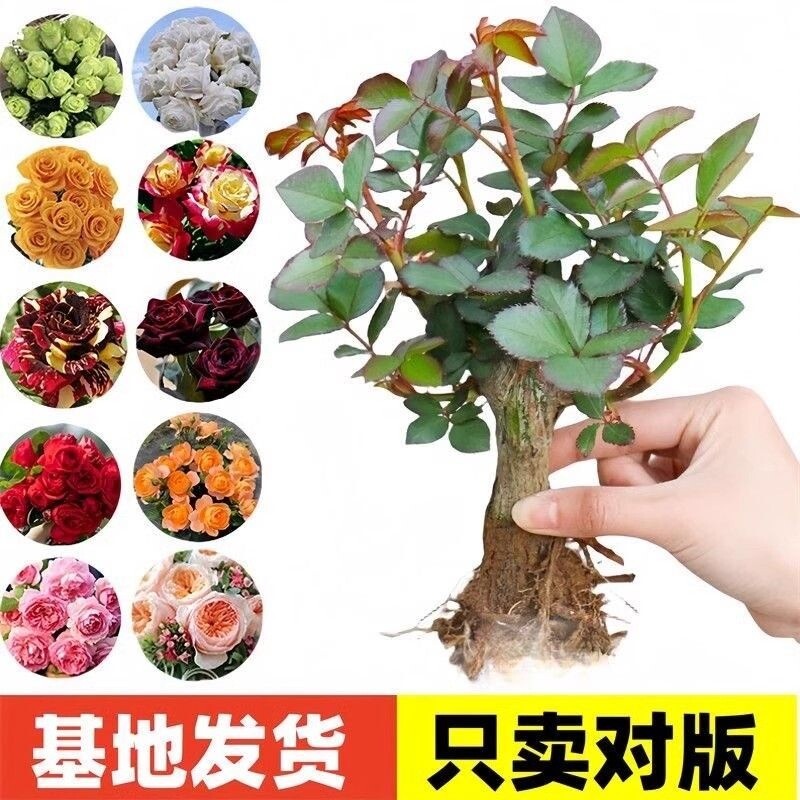 玫瑰花苗老桩大花浓香花卉绿植物盆栽月季蔷薇室内外阳台四季好养