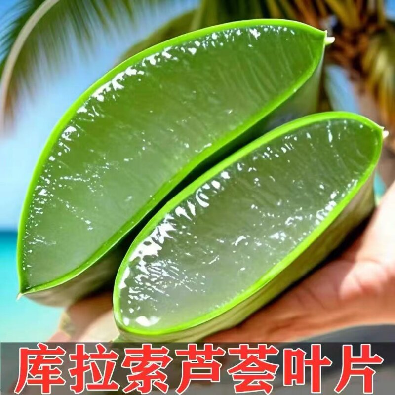 芦荟植物新鲜芦荟美容灌肤专用食用新鲜可以吃芦荟室内叶片