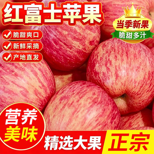 正宗山东烟台一级红富士苹果栖霞水果当季新鲜脆甜冰糖心10现摘
