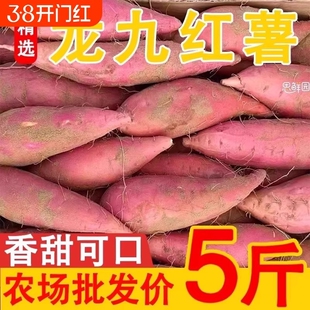 河南板栗红薯新鲜沙地蜜薯龙九地瓜蔬菜农家自种现挖现发番薯烧烤