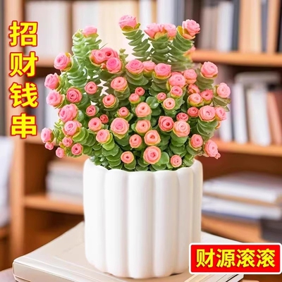 彩色钱串锦多肉植物室内新手