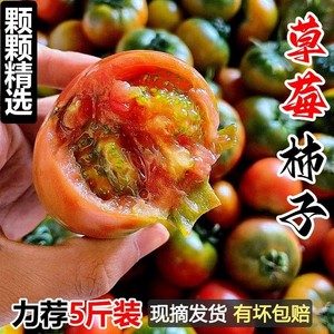 丹东铁皮柿子新鲜水果包邮东北番茄草莓西红柿3斤碱地5斤柿子现摘