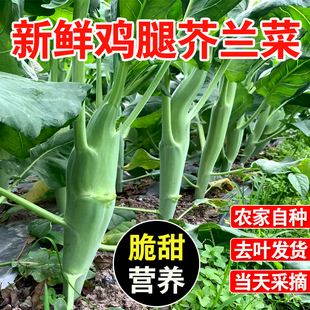 广西桂林新鲜甜脆鸡腿大芥兰菜芥兰笋芥蓝菜农家自种霜打蔬菜青蔬