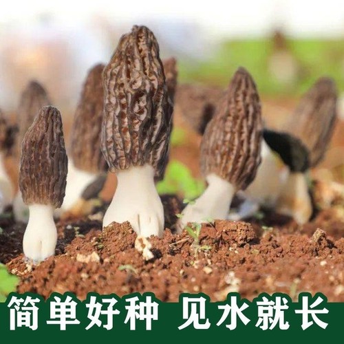 羊肚菌菌种家种速产新鲜可食用菌四季阳台庭院菌菇种植菜地