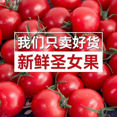云南圣女果千禧小番茄新鲜自然熟超甜口感丰富新鲜又美味