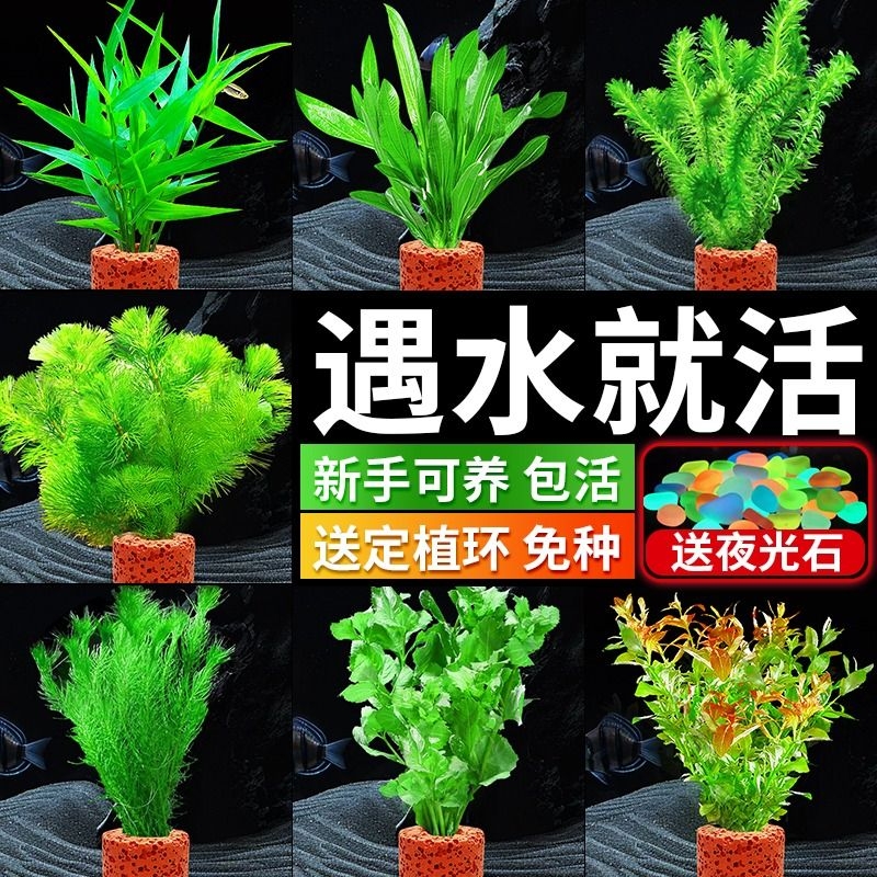 蜈蚣草水草鱼缸专用造景植物摆件净化水质增氧懒人养鱼阴性草绿植