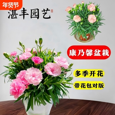 康乃馨盆栽花苗带花苞重瓣四季开室内客厅阳台花卉植物好养多年生