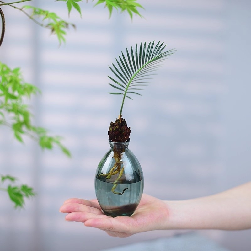 铁树盆栽室内绿植办公客厅茶几桌面植物室内好养水培小盆景礼品