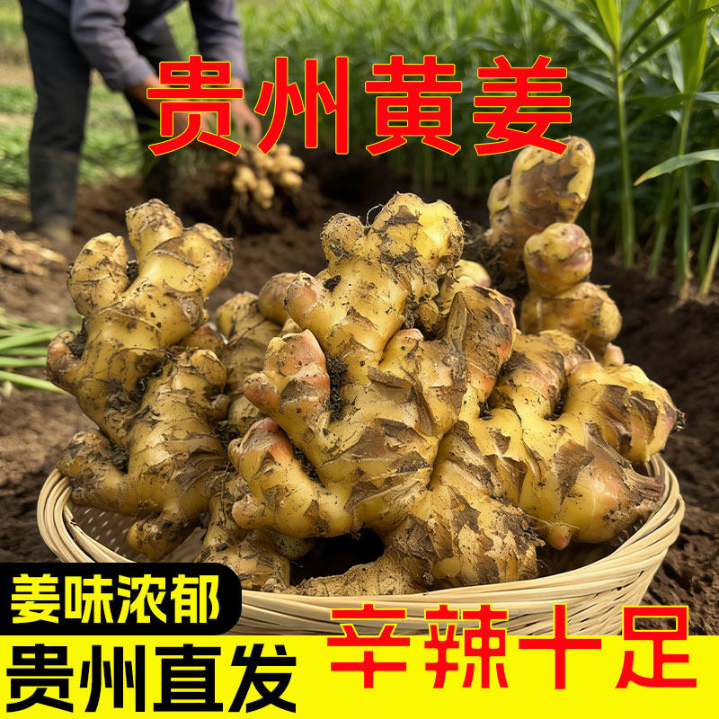 贵州高山新鲜小黄姜山地新鲜农家生姜自种辛辣十足